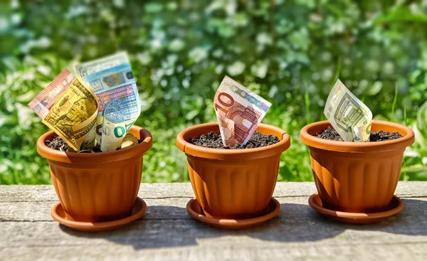 Banconote in euro e dollari che crescono nei vasi da fiori — Foto Stock