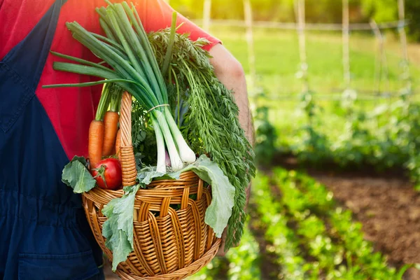 Tukang kebun yang memegang keranjang penuh dengan sayuran — Stok Foto