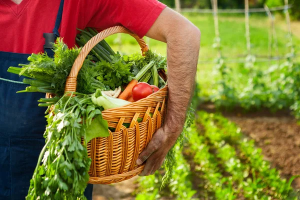 Petani memegang keranjang penuh sayuran — Stok Foto