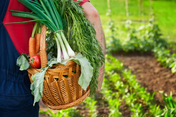 Keranjang dengan sayuran dan petani di kebun — Stok Foto