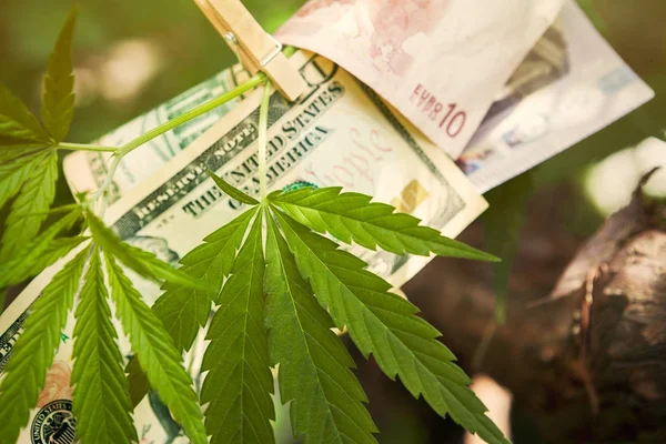 Cannabis e contas de dinheiro na sucursal — Fotografia de Stock