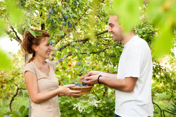 Ağaçtan Erik malzeme çekme