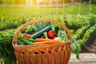 hasır sepet içinde çeşitli sebzeler