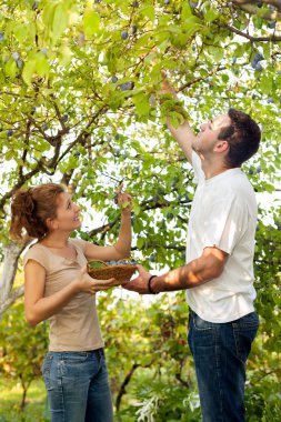 Erik için arıyorsunuz