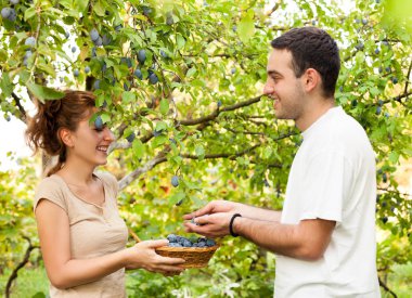Meyve çiftliğinde iyi günler