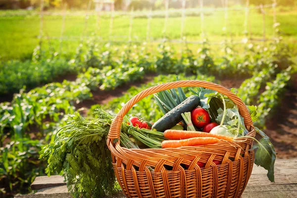 Legumes orgânicos na cesta de vime — Fotografia de Stock
