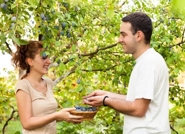 Meyve çiftliğinde iyi günler
