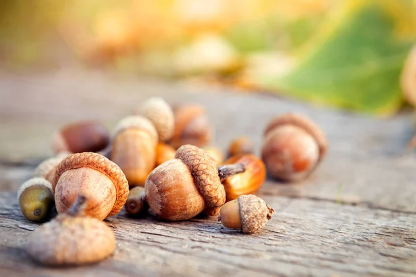 Ahşap tahta-sonbahar sezon düşmüş fındık