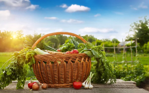 Råa grönsaker i korg — Stockfoto