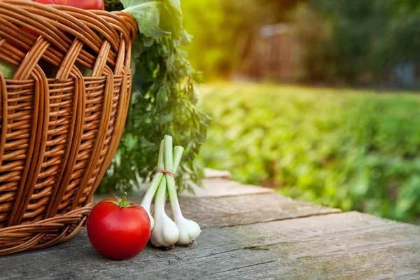 Tavolo pomodoro e cipolla in giardino — Foto Stock