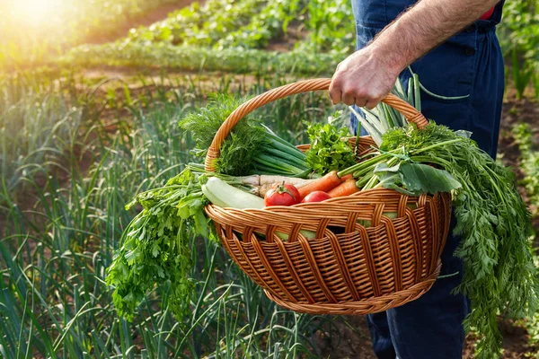 Mezőgazdasági termelő gazdaság kosár zöldségekkel — Stock Fotó