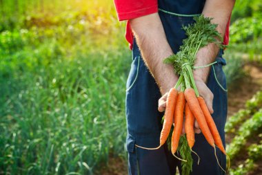 Çiftçi holding havuç elinde