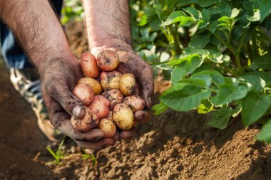 Bahçıvan elinde ham patates