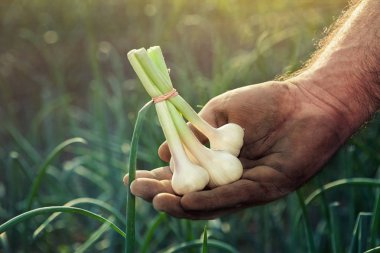 Sarımsak çiftçi eline aldı