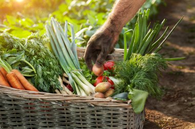 Sebze ve çiftçinin el sepeti