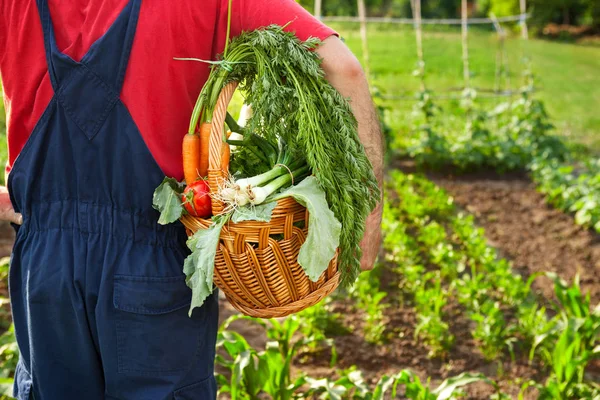 Boer met mand met groenten — Stockfoto