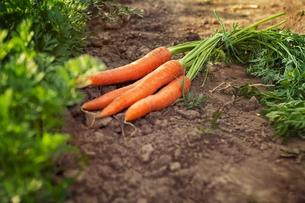 Havuç Bahçe zemin üzerinde