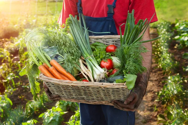 Seorang pria memegang keranjang dengan sayuran segar — Stok Foto