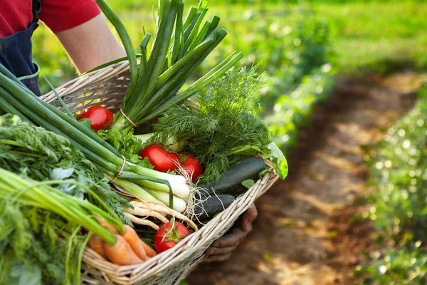 Bonde innehav korg med blandade grönsaker — Stockfoto