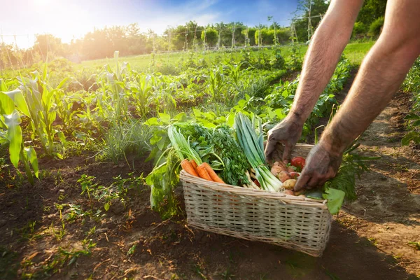 Berbagai sayuran dalam keranjang dan tangan petani — Stok Foto