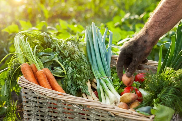 Grönsaker i korg och hand av trädgårdsmästare — Stockfoto