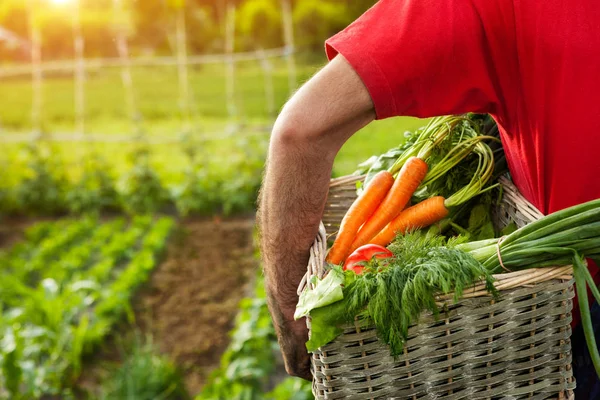 Man met mand met gemengde groenten — Stockfoto