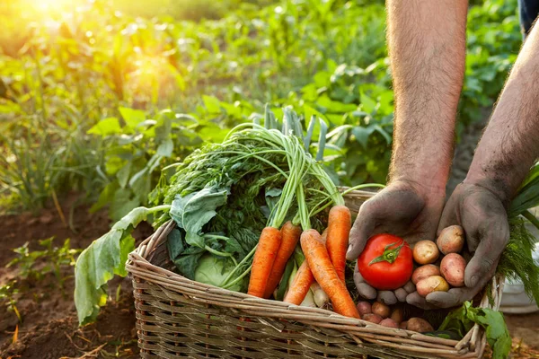 Tomat dan kentang di tangan tukang kebun — Stok Foto