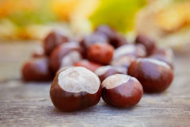 At kestanesi sonbahar arka plan üzerinde