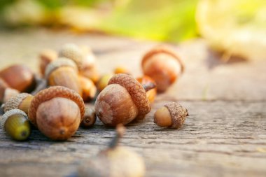 Ahşap yüzey üzerinde meşe palamutları