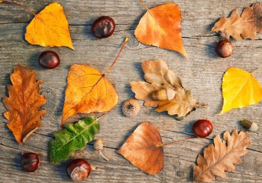 Düşen yapraklar, meşe palamudu ve kestane ile sonbahar sınır
