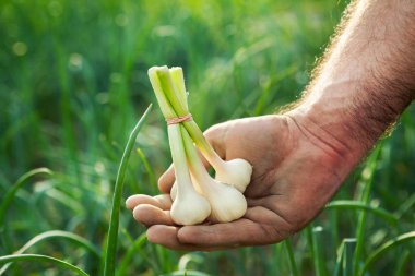 Elinde taze sarımsak
