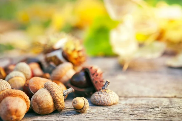 Bellotas frescas sobre superficie de madera — Foto de Stock