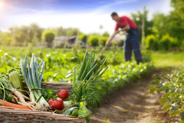 Korg med vegetabiliska och bonde i bakgrunden — Stockfoto