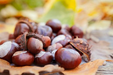 Kestane ahşap arka plan üzerinde farklı boyutu