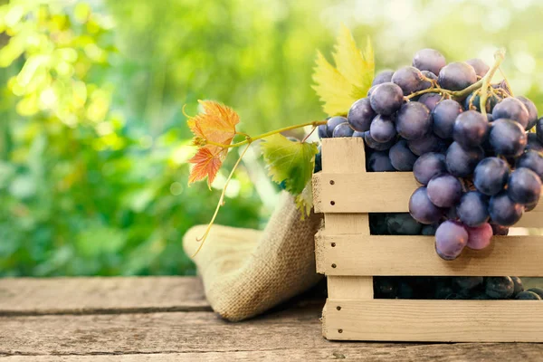 Verse druiven op houten oppervlak — Stockfoto