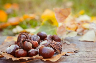 Kestane düşen sonbahar yaprakları üzerinde 