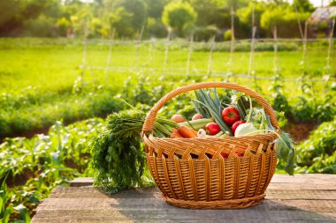hasır sepet içinde organik sebze