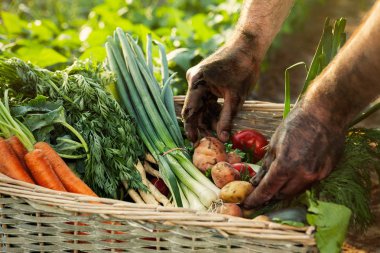 Adamı Seç patates bir sepeti