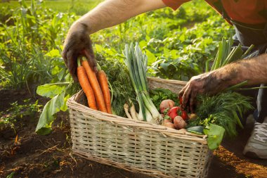 Havuç ve domates bir sepeti toplama adam