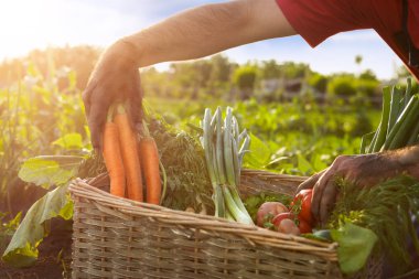Havuç ve domates bir sepeti tutan bahçıvan