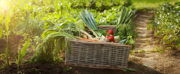 Biologische plantaardige in rieten mand in de tuin — Stockfoto