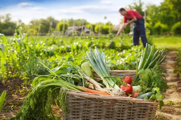 Keranjang dengan sayuran dan tukang kebun di latar belakang — Stok Foto