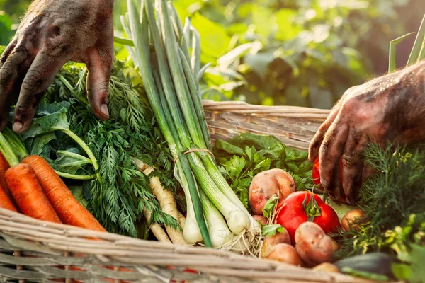 Vak met biologische groenten — Stockfoto