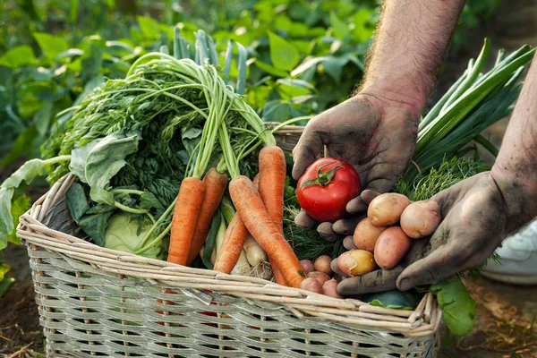 Tomat och potatis i trädgårdsmästare händer — Stockfoto