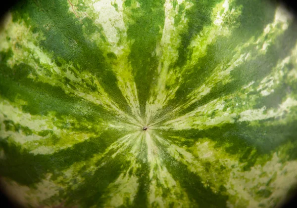 Watermelon rind and stripes, close up of watermelon