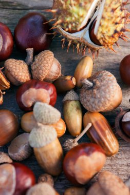 Sonbahar kestane ve meşe palamutları görünümünü kapat 