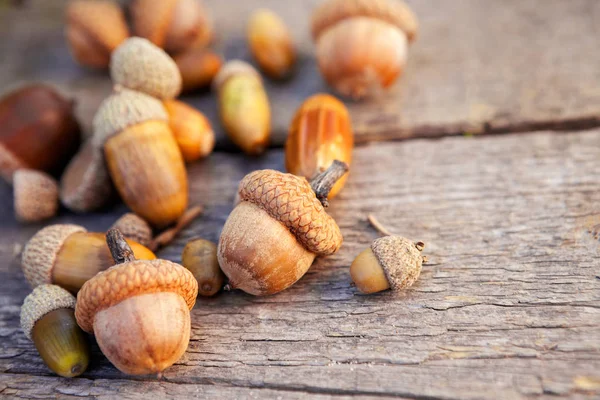 Bellotas Otoño Estacionales Sobre Una Superficie Madera —  Fotos de Stock