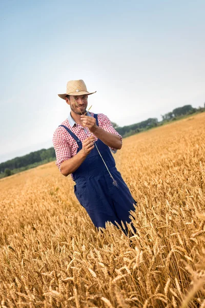 Молодой человек проверяет спелую пшеницу — стоковое фото