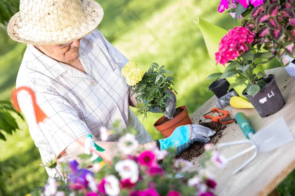 Jardinería de mujeres mayores —  Fotos de Stock