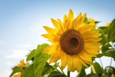 Ayçiçeği ve mavi gökyüzü